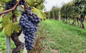 mckinney-vineyards-list